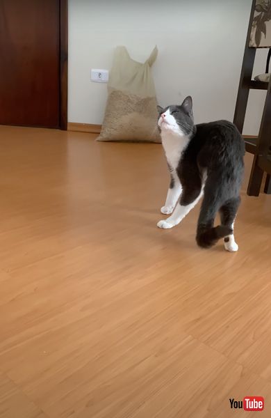飼い主さんの手を借りてカキカキするニャンコ