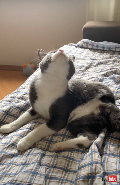 飼い主さんの手を借りてカキカキするニャンコ