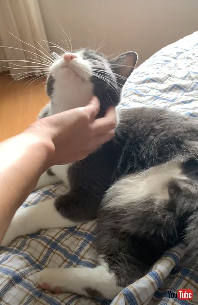 飼い主さんの手を借りてカキカキするニャンコ