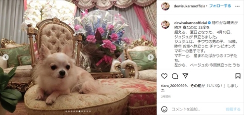 デヴィ夫人の愛犬・ジュジュ