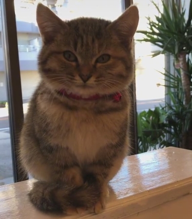 シャンプーした保護子猫