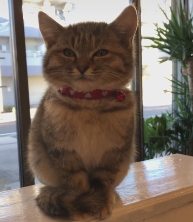 安心した表情の保護子猫