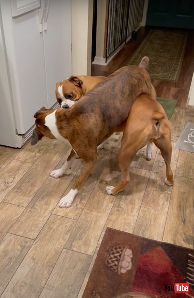 プロレスごっこを楽しむボクサー犬