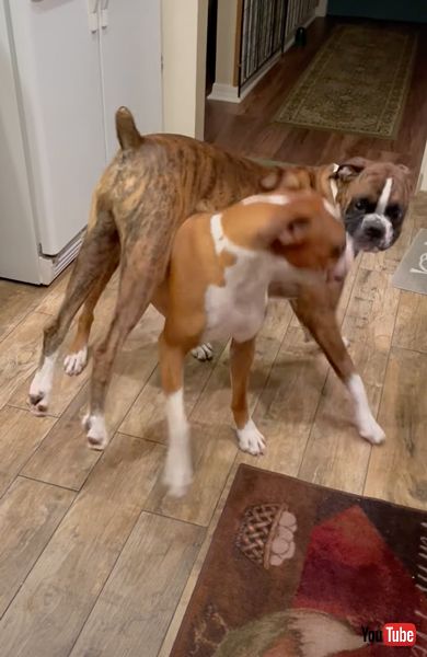 プロレスごっこを楽しむボクサー犬