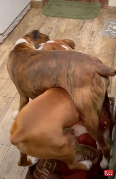 プロレスごっこを楽しむボクサー犬