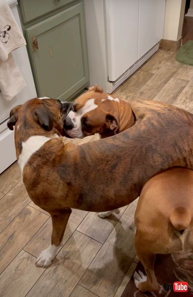 プロレスごっこを楽しむボクサー犬