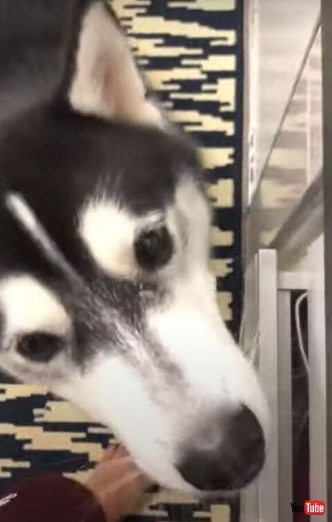 のぞき込むワンコ