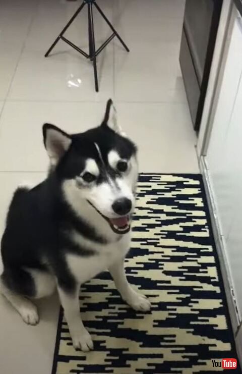 笑顔で待ってるワンコ