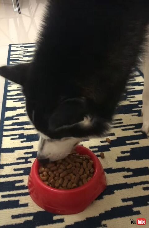 ごはんを食べるワンコ