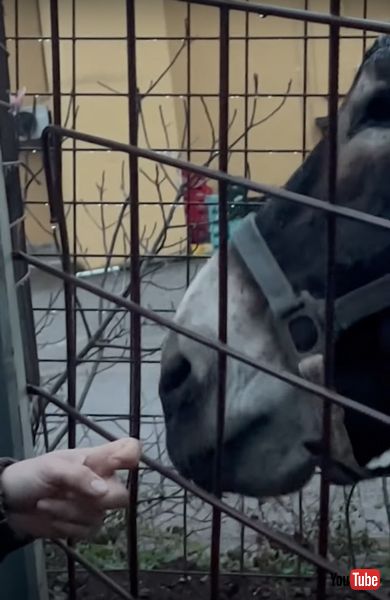 ロバを触る飼い主を止めるワンコ