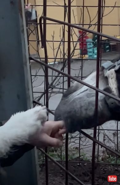 前足を出すワンコ