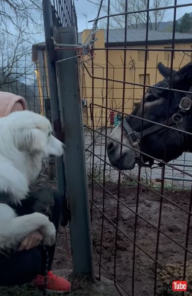 飼い主の手を引き離すワンコ