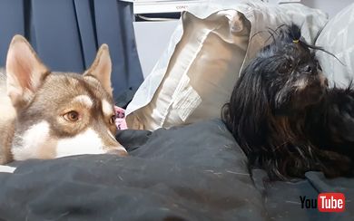 保護犬と友達になろうとするワンコ