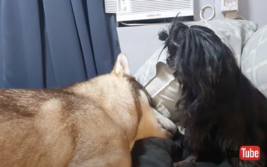 保護犬と友達になろうとするワンコ