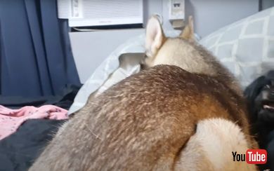 保護犬と友達になろうとするワンコ