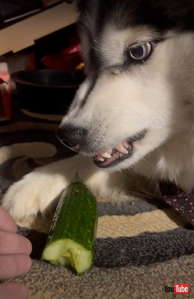 きゅうりを取られたくないハスキー犬