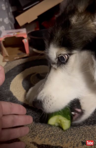 きゅうりをかむハスキー犬