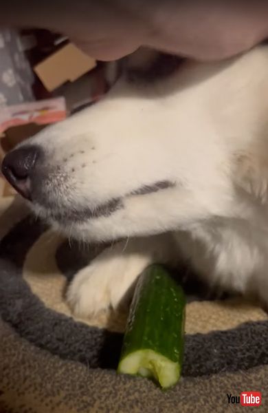 頭をなでられるハスキー犬