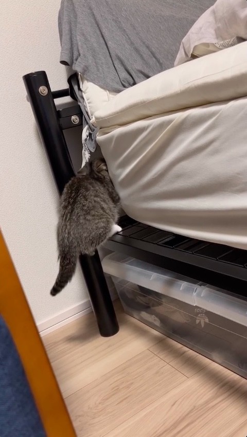 マンチカンがフレームを登り切る