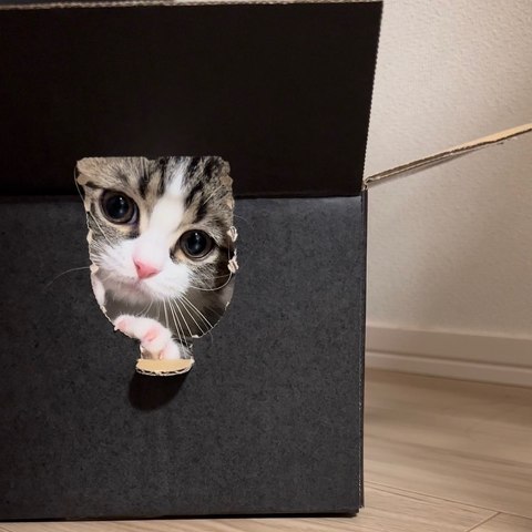 箱の中のマンチカン