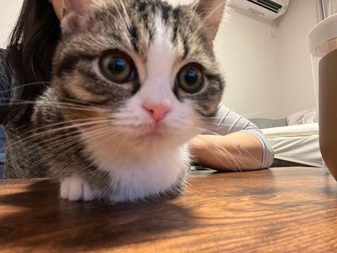 ドアップなマンチカン