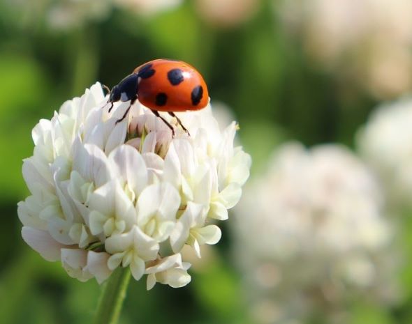 てんとうむしはとんてんむし
