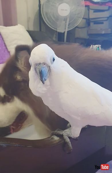 ワンコの鳴きマネをするオウム