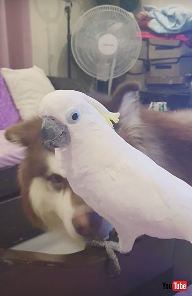 ワンコの鳴きマネをするオウム