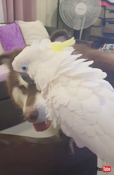 ワンコの鳴きマネをするオウム