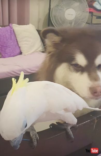 微妙な表情のワンコ