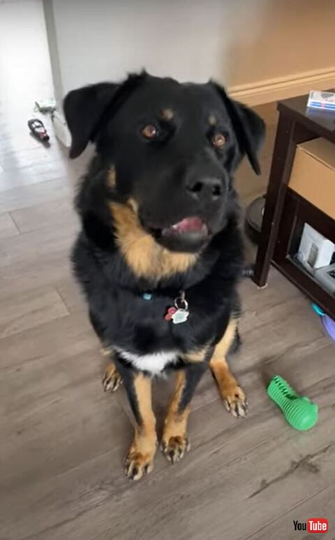 口をあけてるワンコ