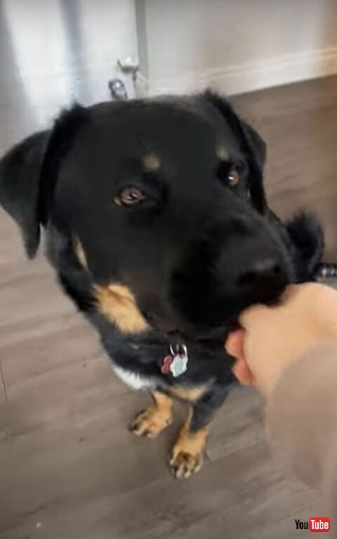 おやつを食べるワンコ