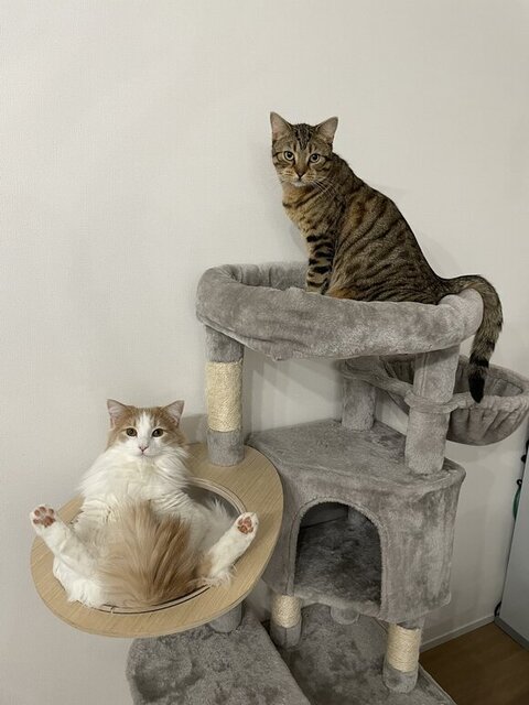 キャットタワーにいる2匹