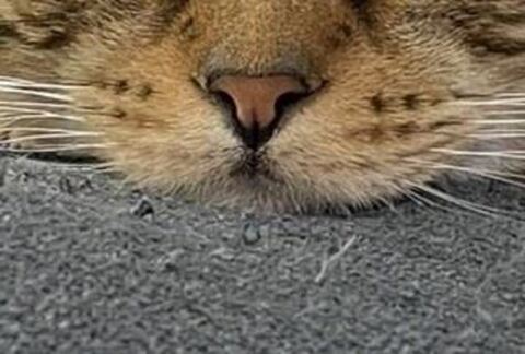 ウィスカーパッド