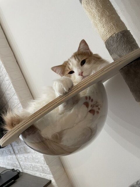 透明ハンモックでくつろぐ博士