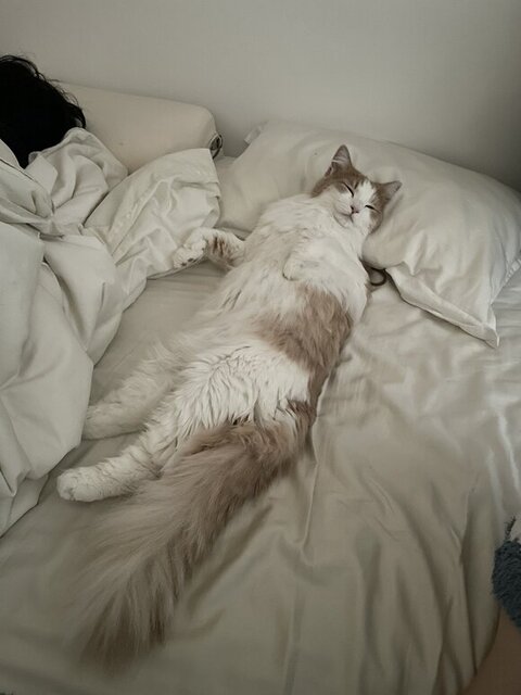 布団で寝てる博士