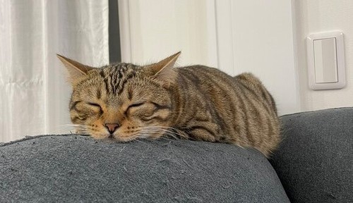 ウィスカーパッド