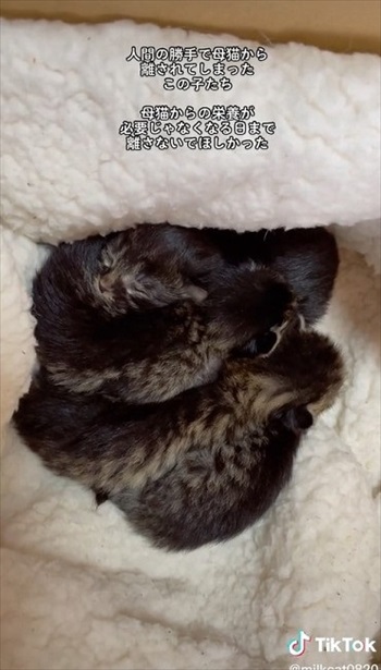 生まれたばかりの捨て猫アップ