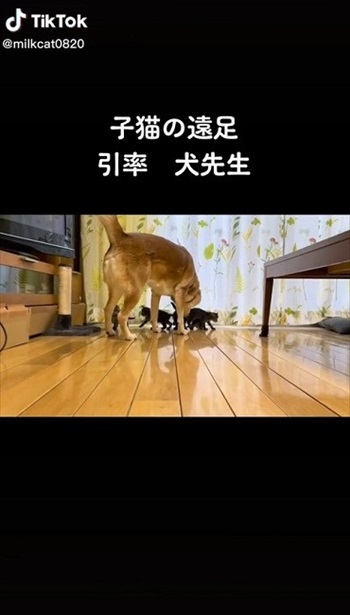 子猫のお世話をするワンコ