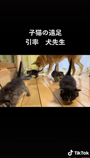 自由な子猫たち