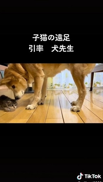 子猫のお世話をするワンコ