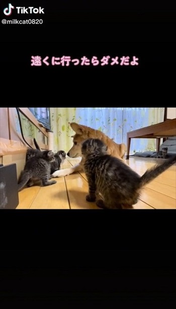 子猫のお世話をするワンコ