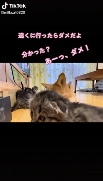子猫のお世話をするワンコ