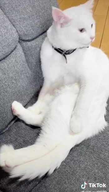 先住猫のみるくくん