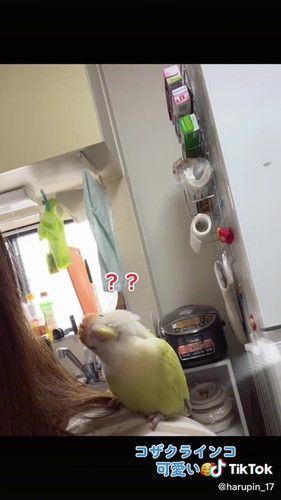 なで待ちひまりちゃん