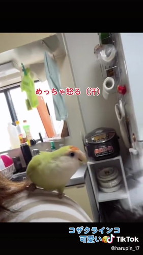 切れるひまり