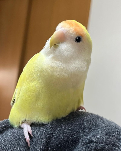ひまりちゃん