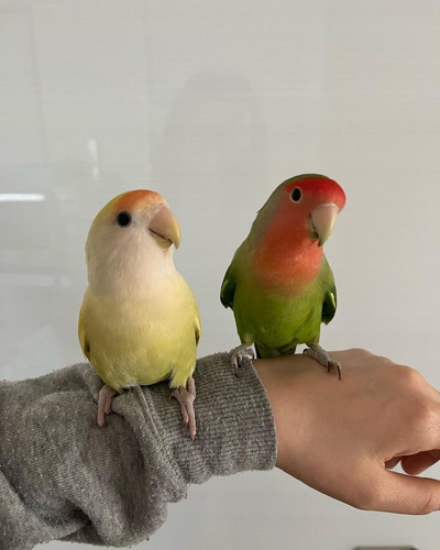 ひまりちゃんとこまめちゃん