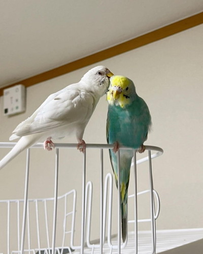 こいとちゃんとこすずちゃん