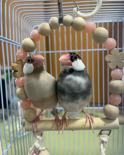 きなりちゃんとおうりちゃん